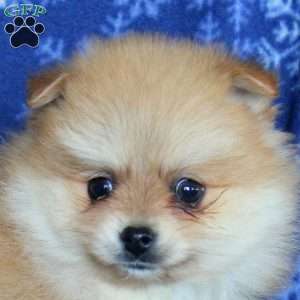 Dozer, Pomeranian Puppy