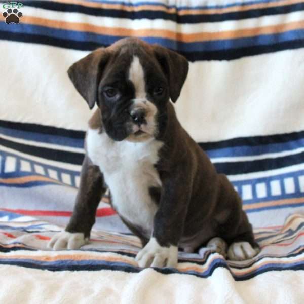 Drake, Boxer Puppy