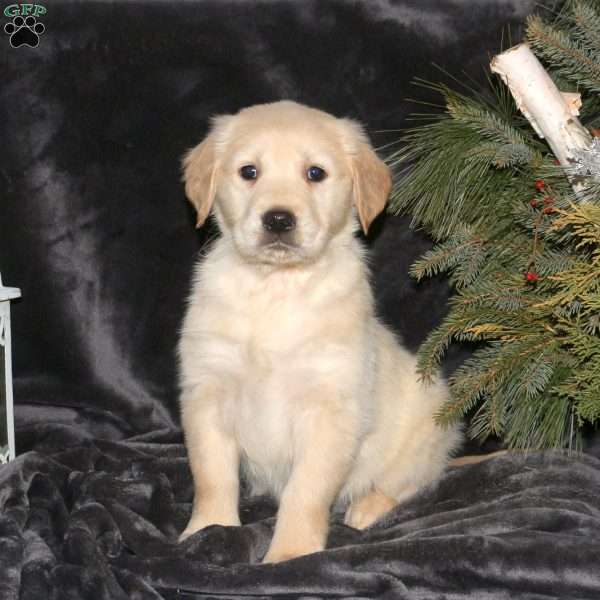 Dreamer, Golden Retriever Puppy