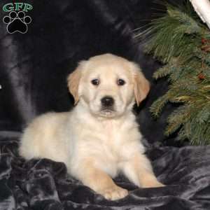 Dreamer, Golden Retriever Puppy