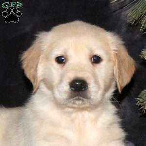 Dreamer, Golden Retriever Puppy