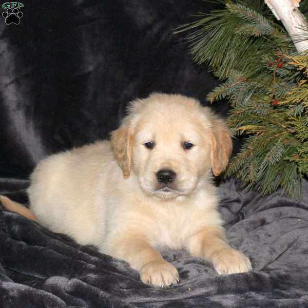 Drew, Golden Retriever Puppy