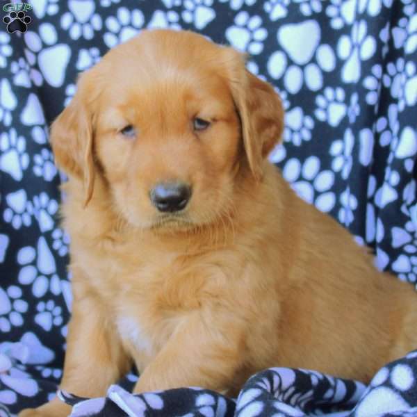 Drew, Golden Retriever Puppy