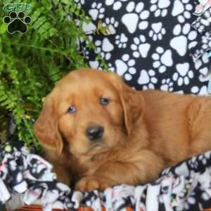 Drew, Golden Retriever Puppy