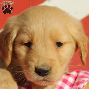 Drew, Golden Retriever Puppy