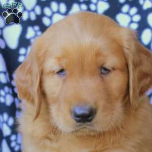 Drew, Golden Retriever Puppy