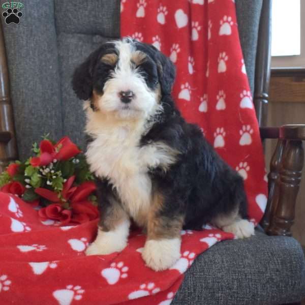 Drummer, Bernedoodle Puppy