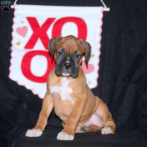 Duke, Boxer Puppy