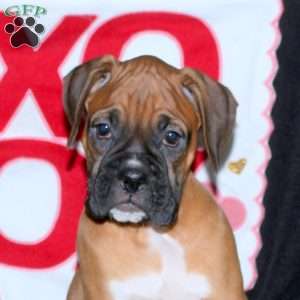 Duke, Boxer Puppy