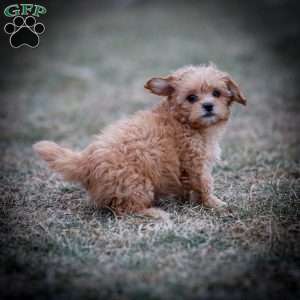 Duncan, Shih-Poo Puppy