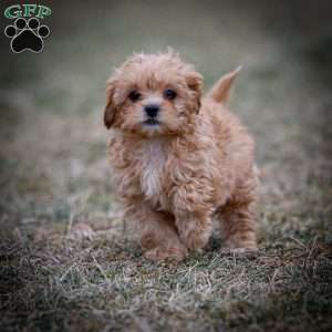 Duncan, Shih-Poo Puppy