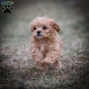 Duncan, Shih-Poo Puppy