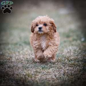 Duncan, Shih-Poo Puppy