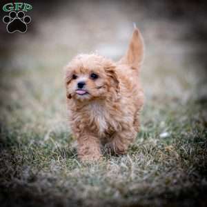 Duncan, Shih-Poo Puppy