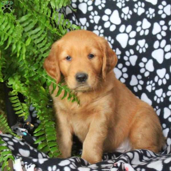 Dustin, Golden Retriever Puppy