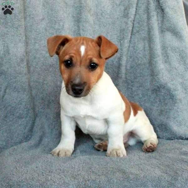 Dusty, Jack Russell Terrier Puppy