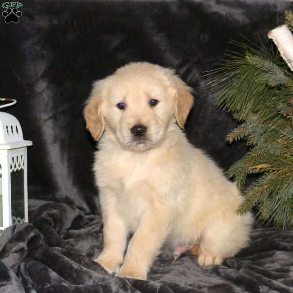 Dusty, Golden Retriever Puppy