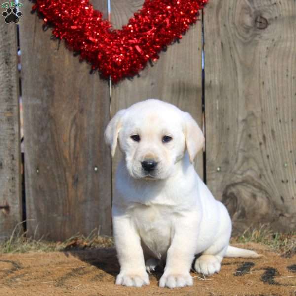 Dylan, Yellow Labrador Retriever Puppy