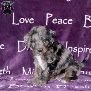 Dylan, Standard Poodle Mix Puppy