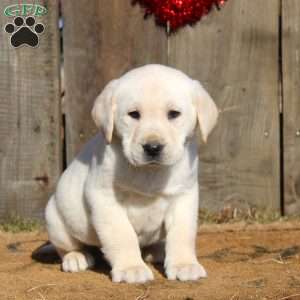 Dylan, Yellow Labrador Retriever Puppy