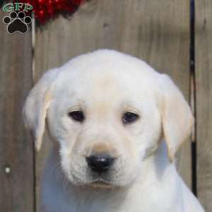 Dylan, Yellow Labrador Retriever Puppy