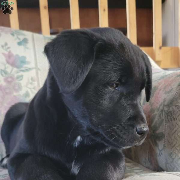 Jenna, Labrador Mix Puppy