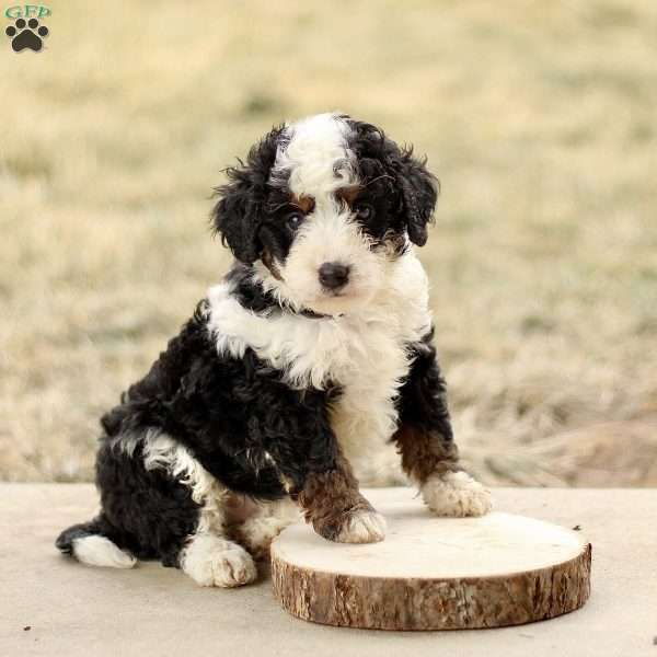 Baxter, Mini Bernedoodle Puppy