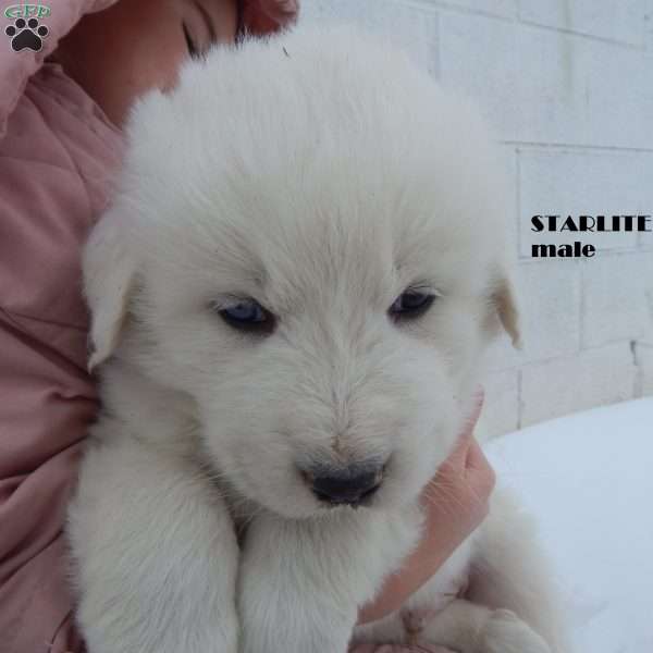 Starlite, Great Pyrenees Puppy