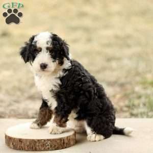 Baxter, Mini Bernedoodle Puppy