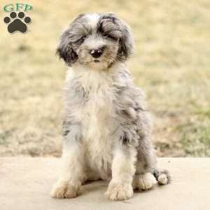 Tyler, Mini Sheepadoodle Puppy