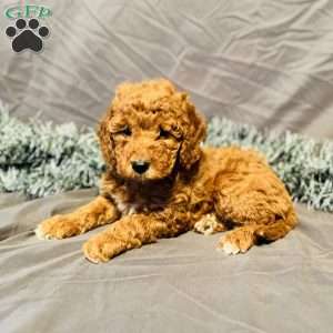 Mocha, Mini Goldendoodle Puppy