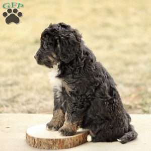 Braden, Mini Bernedoodle Puppy