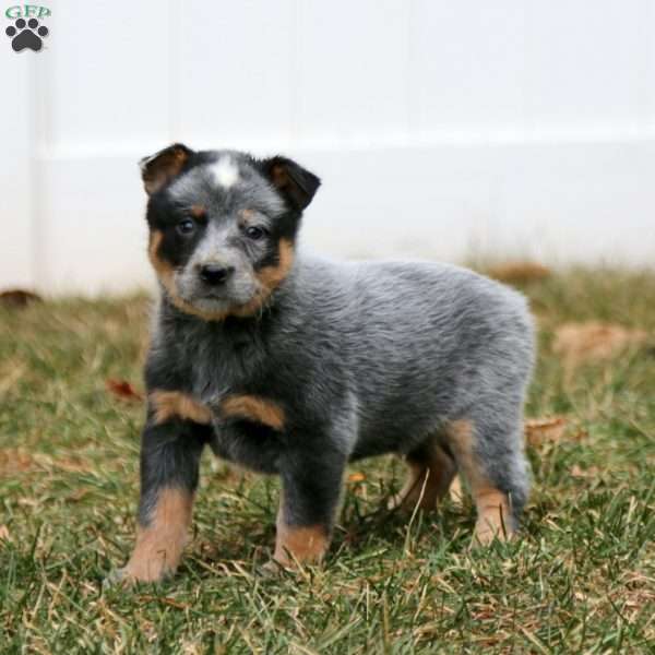 Easton, Blue Heeler – Australian Cattle Dog Puppy