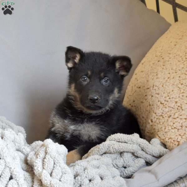 Echo, German Shepherd Puppy