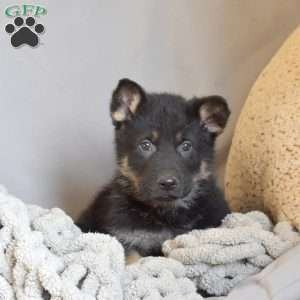 Echo, German Shepherd Puppy