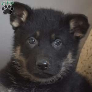 Echo, German Shepherd Puppy