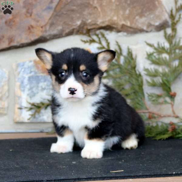 Echo, Pembroke Welsh Corgi Puppy