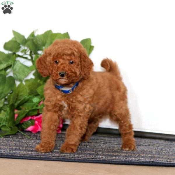 Echo, Miniature Poodle Puppy