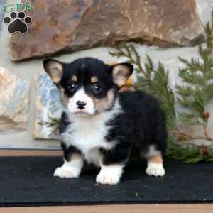 Echo, Pembroke Welsh Corgi Puppy