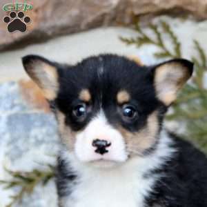 Echo, Pembroke Welsh Corgi Puppy