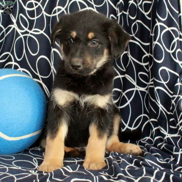 Eddie, Shepadoodle Puppy