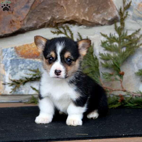 Eddie, Pembroke Welsh Corgi Puppy