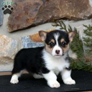 Eddie, Pembroke Welsh Corgi Puppy