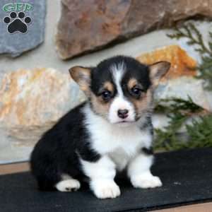 Eddie, Pembroke Welsh Corgi Puppy