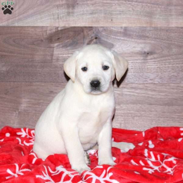 Elissa, Yellow Labrador Retriever Puppy