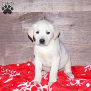 Elissa, Yellow Labrador Retriever Puppy