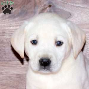 Elissa, Yellow Labrador Retriever Puppy