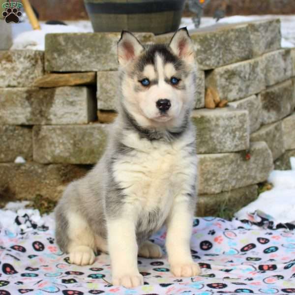 Elizabeth, Siberian Husky Puppy