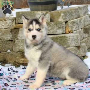 Elizabeth, Siberian Husky Puppy