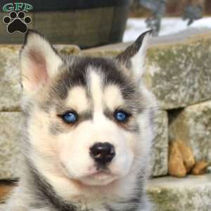 Elizabeth, Siberian Husky Puppy